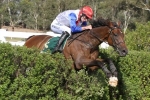 Thubiaan Too Strong For Rivals In Brierly Steeplechase Thubiaan Too Strong For Rivals In Brierly Steeplechase
