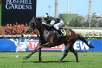 Last Wish’s Adelaide Cup Odds Lenghten Last Wish’s Adelaide Cup Odds Lenghten