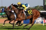 Turbulent Jet Primed for Civic Stakes
