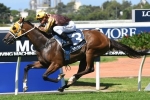 Tavago back in contention for Caulfield – Melbourne Cup campaign Tavago back in contention for Caulfield – Melbourne Cup campaign