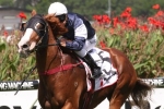 2016 Caulfield Cup fancy Order Of St George will struggle with 58kg 2016 Caulfield Cup fancy Order Of St George will struggle with 58kg