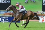 Rawiller Cleared To Ride Julienas In Hawkesbury Gold Cup Rawiller Cleared To Ride Julienas In Hawkesbury Gold Cup