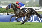 Pierro to stand at Coolmore Stud