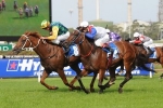 Tiger Tees’ Aurie’s Star Handicap Odds Shorten