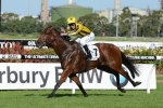 Bel Sprinter Ready For Oakleigh Plate Bel Sprinter Ready For Oakleigh Plate