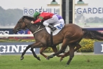Daysee Doom freshened up for Godolphin Crown Daysee Doom freshened up for Godolphin Crown