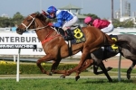 Magic Millions Cup The Perfect Race For Velrosso
