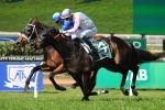 Emerald City bred to run 2 miles in Queensland Cup