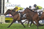 Golden Pendant Next for Sheraco Stakes Winner Heavens Above Golden Pendant Next for Sheraco Stakes Winner Heavens Above