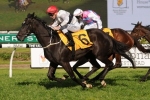 Peeping To Resume In Triscay Stakes Peeping To Resume In Triscay Stakes