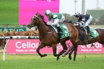 Silver Slipper Stakes 2015: Paceman A More Relaxed Horse