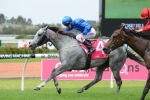 Magic Millions Guineas On The Agenda For I Am Zelady