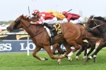 Choice We Had for Magic Millions Cup after Rosehill win Choice We Had for Magic Millions Cup after Rosehill win