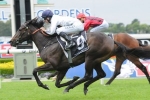 Golden Slipper On The Agenda For Yankee Rose Golden Slipper On The Agenda For Yankee Rose