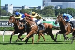 Le Romain tough first up winner in Southern Cross Stakes Le Romain tough first up winner in Southern Cross Stakes