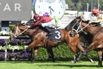 Endless Drama to perform for the Kiwis in 2019 Winterbottom Stakes