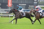 Scone Guineas to Cox Plate for Ashokan?