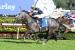 The Everest favourite Chautauqua unextended in Rosehill trial