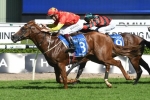 Aberro to tackle Group 1 company in Champagne Stakes Aberro to tackle Group 1 company in Champagne Stakes