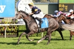 2 times T J Smith Stakes winner Chautauqua among 2017 nominations 2 times T J Smith Stakes winner Chautauqua among 2017 nominations
