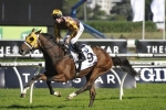 2016 Australian Derby Results: Tavago Upstages Tarzino 2016 Australian Derby Results: Tavago Upstages Tarzino