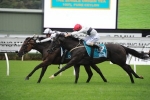 Miss Cover Girl Wins 2015 PJ Bell Stakes Miss Cover Girl Wins 2015 PJ Bell Stakes