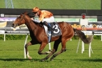 Savaria To Contest Australian Oaks Savaria To Contest Australian Oaks
