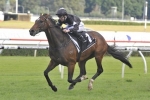 Monsieur Gustave on trial for Summer sprints in Glasshouse Handicap