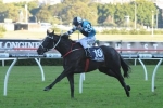 Hutchings To Ride Black Jag At Randwick