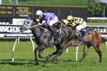 Foxplay 1 of 3 Waller fillies in Tea Rose Stakes nominations