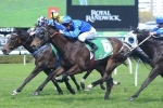 Malice Leads Summer Cup Betting on Boxing Day Malice Leads Summer Cup Betting on Boxing Day