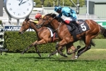 Trekking remains the favourite after Winterbottom Stakes barrier draw