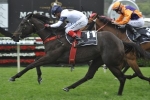 Cox Plate Next for Spring Champion Stakes Winner Yankee Rose