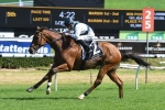 Red Excitement is the 2017 Gosford Cup Winner Red Excitement is the 2017 Gosford Cup Winner