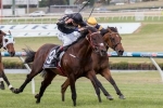 Zabisco To Have Final Hit-Out Before Lord Stakes
