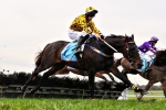 Gotta Take Care Wins Third Brendan Drechsler Hurdle Gotta Take Care Wins Third Brendan Drechsler Hurdle