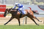 Claro El Banco To Lead Wyong Magic Millions Classic