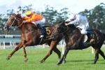 Canny Ballad scores last stride win in Albury Gold Cup