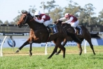 Royal Haunt scratched from C S Hayes stakes