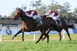 Royal Haunt scratched from C S Hayes stakes Royal Haunt scratched from C S Hayes stakes