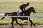 Firm track to suit Exospheric in Australian Cup Firm track to suit Exospheric in Australian Cup