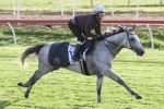 2016 Melbourne Cup Betting: Grey Lion continues to Drift