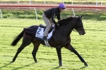 Vadamos’ Cox Plate Odds Continue To Lengthen Vadamos’ Cox Plate Odds Continue To Lengthen