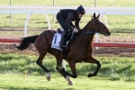 No Melbourne Cup Decision Yet for Rekindling