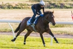 Tramway Stakes An Option For Protectionist