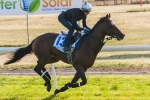 2014 Melbourne Cup: Protectionist Impresses In Final Piece Of Work