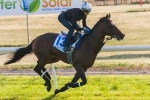 2014 Melbourne Cup: Protectionist Impresses In Final Piece Of Work 2014 Melbourne Cup: Protectionist Impresses In Final Piece Of Work
