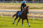 Melbourne Cup The Perfect Race For Red Cadeaux