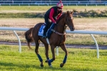 Melbourne Cup 2014: Seismos Primed for Success Melbourne Cup 2014: Seismos Primed for Success