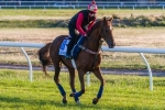 Melbourne Cup 2014: Seismos Primed for Success